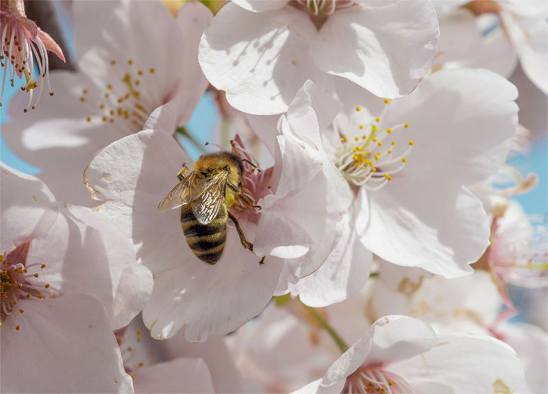 трахеальные клещи у пчел