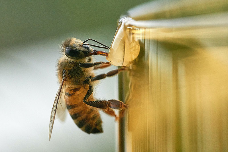 пчела и клещи варроа