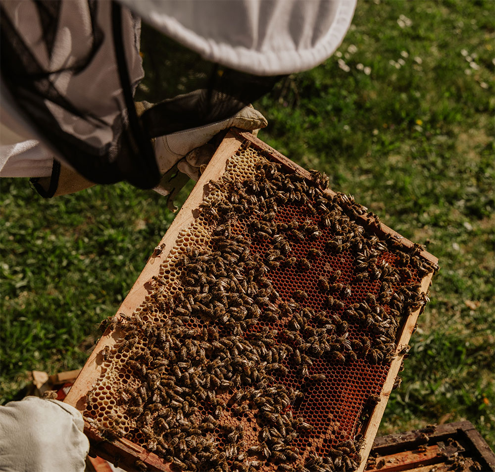 пчеловод с рамкой