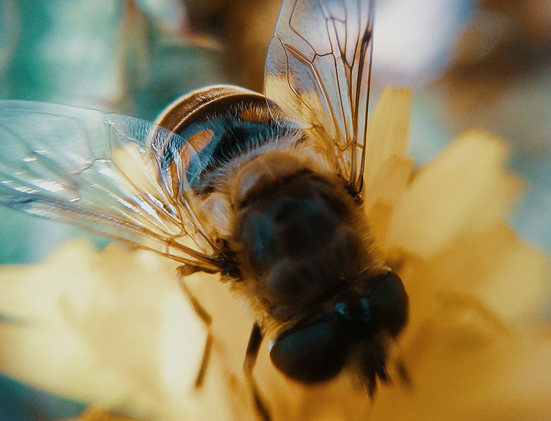 пчела макро
