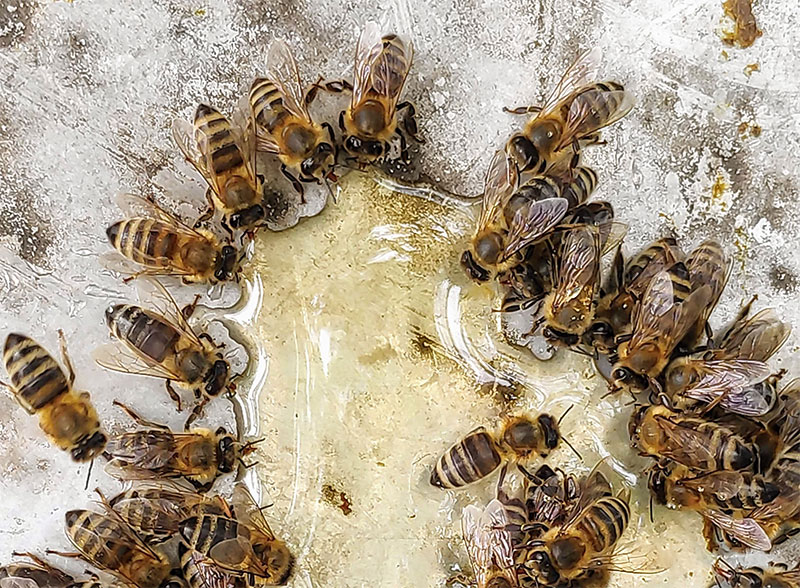 пчелы едят сироп