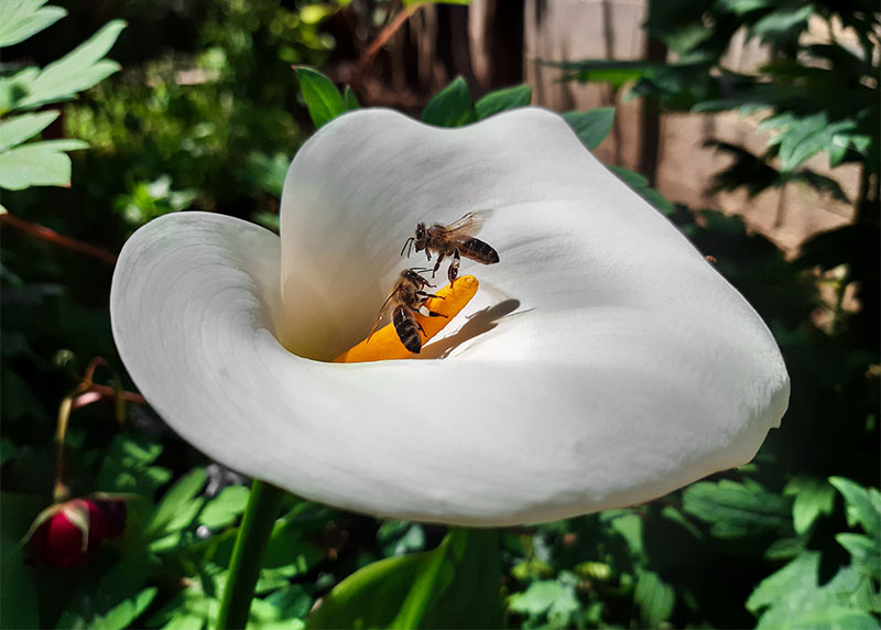пчела на белом цветке