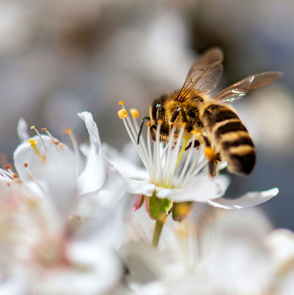 пчела на белом цветке фото