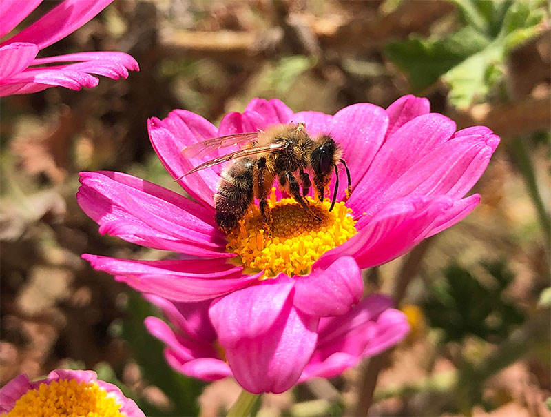 как начать работать с пчелами