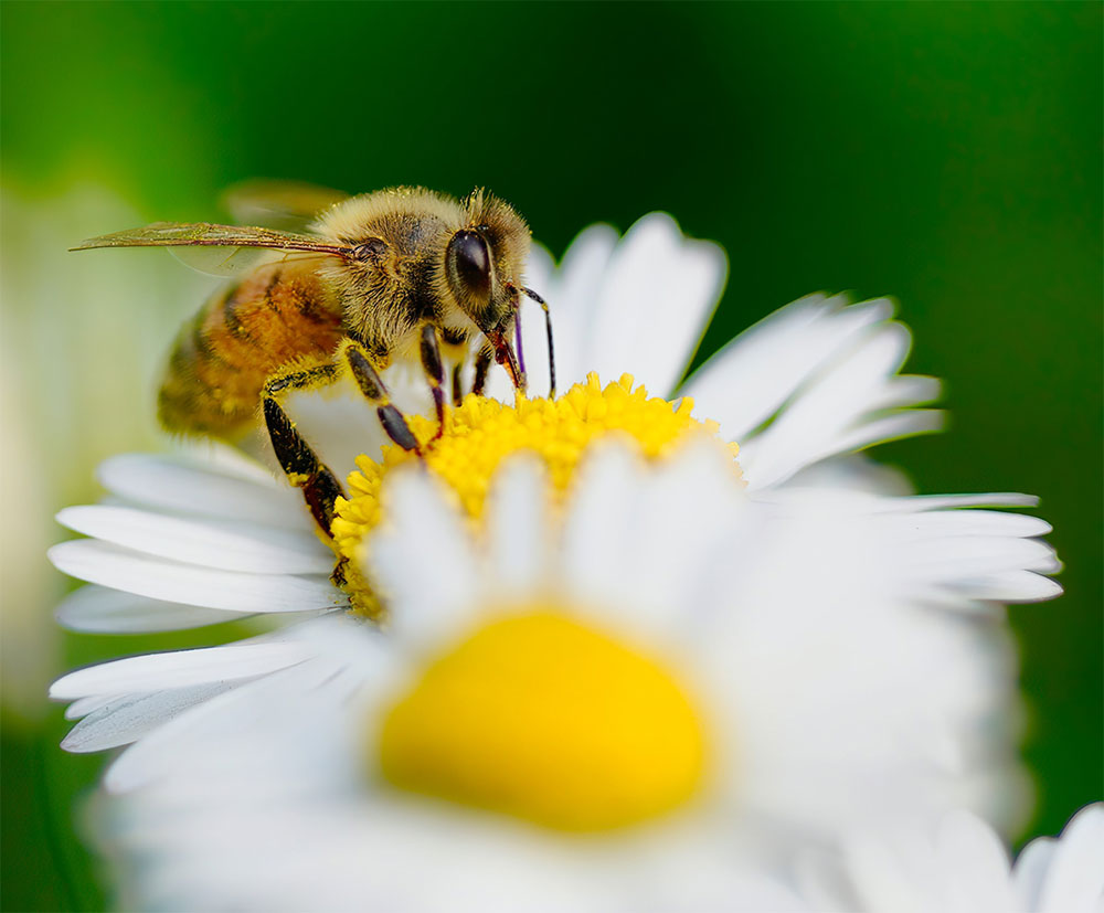 пчела и ромашки