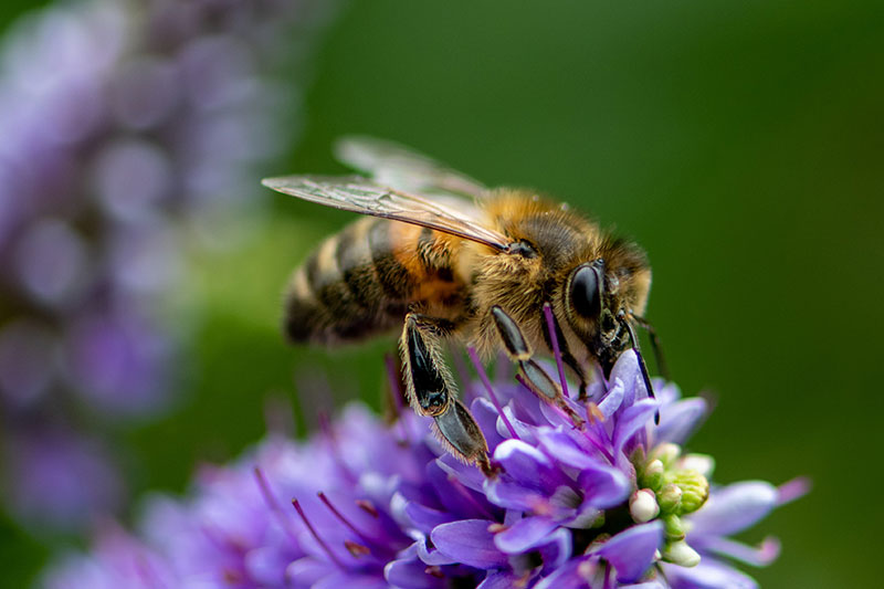 как ухаживать за пчелами
