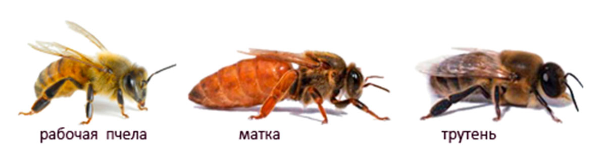 фото рабочей пчелы, матки и трутня