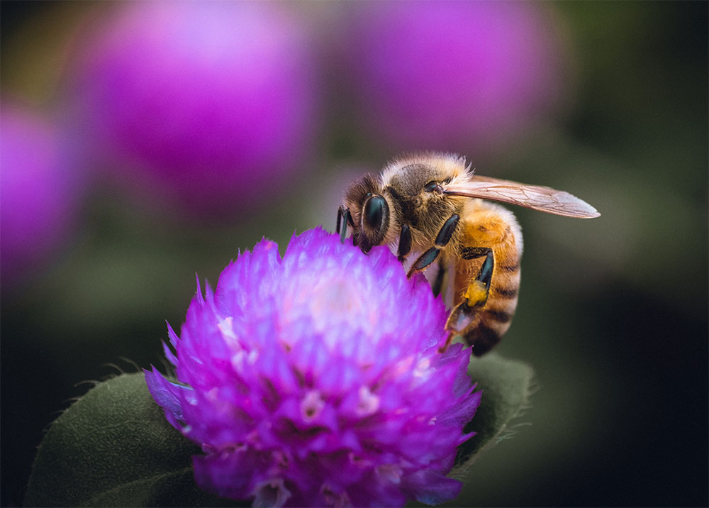 пчела на фиолетовом цветке