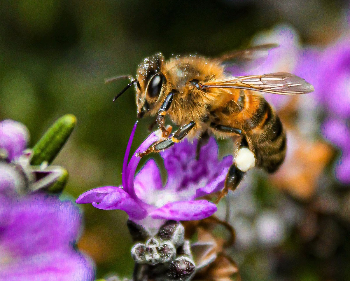 продолжительность жизни пчелы